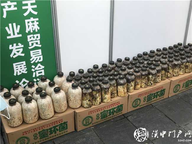 寧強縣第三屆天麻貿易洽談會暨天麻產業發展論壇今日開幕！