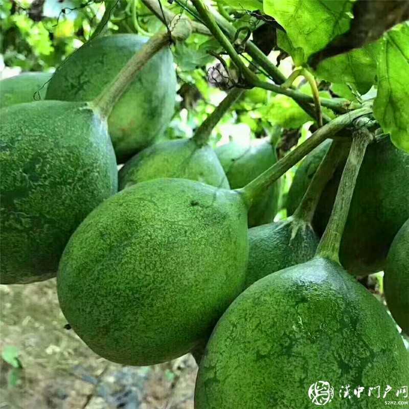  揚百年榮光·看紅色天漢 ——網絡媒體重走紅軍路主題采訪走進鎮巴縣黎壩鎮