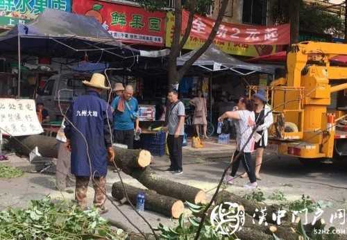 漢中市區(qū)一棵10米大樹(shù)突然傾倒，刮倒高壓線，所幸無(wú)人傷亡