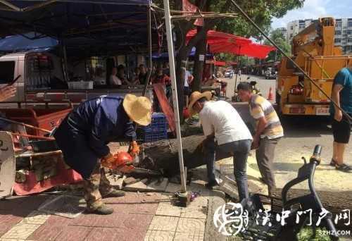漢中市區(qū)一棵10米大樹(shù)突然傾倒，刮倒高壓線，所幸無(wú)人傷亡