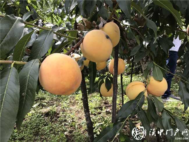 小產業產出“大結果” 略陽縣黑河鎮黃桃產業發展迅猛，帶動農戶脫貧奔富！