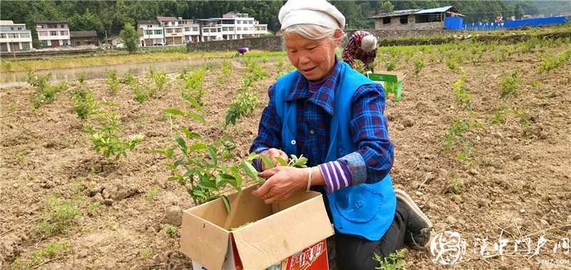  揚百年榮光·看紅色天漢 ——網絡媒體重走紅軍路主題采訪走進鎮巴縣黎壩鎮