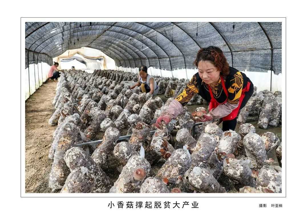 1175戶、34466人脫貧！漢臺區(qū)做了這些......"