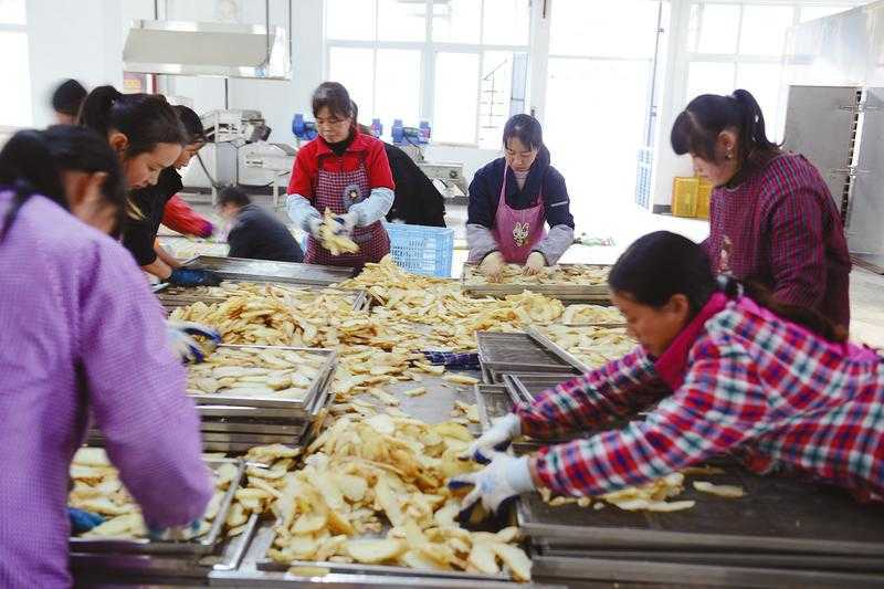 厲害！略陽這家公司的天麻產品遠銷海內外