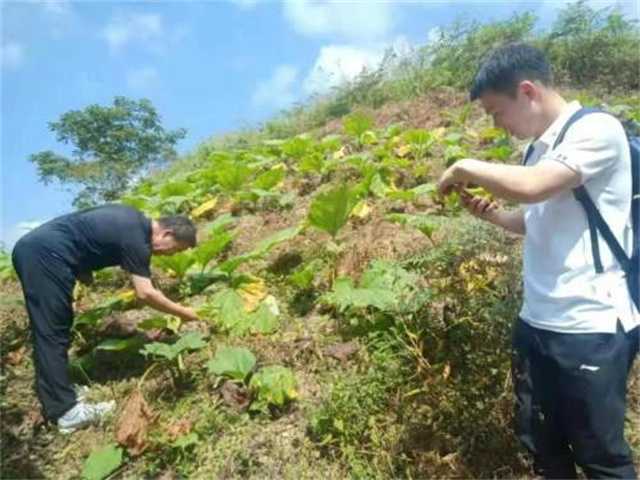鎮巴茶葉1.jpg