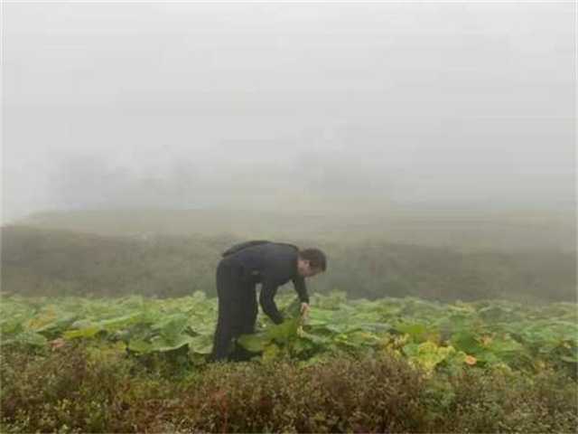 鎮巴茶葉2.jpg