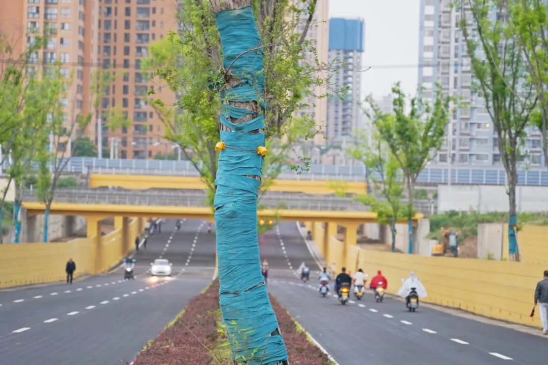 出行方便了！漢中興漢新區(qū)惠府路主車道通車！