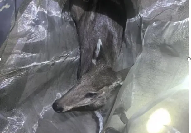 國家二級保護動物，在鎮巴被救